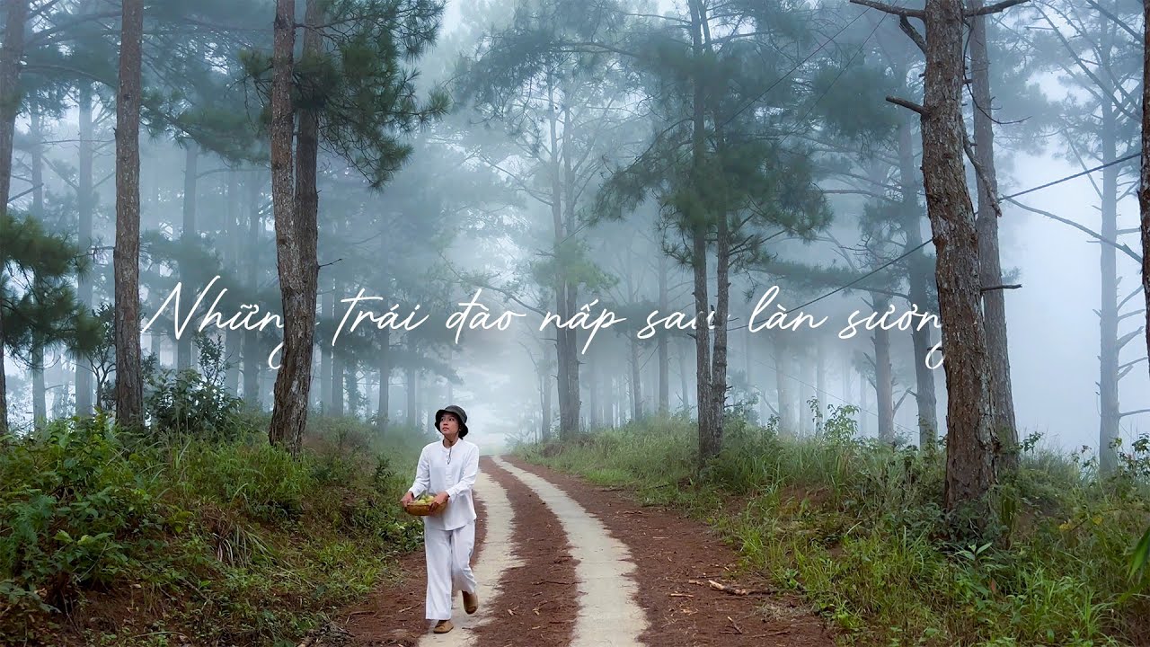 Trải Nghiệm Hái Đào Má Hồng Giữa Cao Nguyên Mộng Mơ